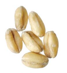 White Wheat 3 lb Milled