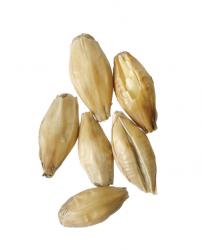 Floor Malted Bohemian Pilsner 10 lb